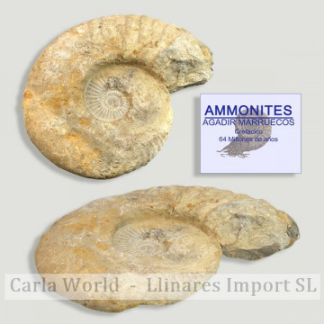 Amonites Agadir maroc 21-30cm
