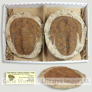 Trilobites andalusiana. Par...