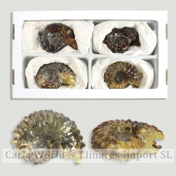 Ammonites Douvilleiceras...