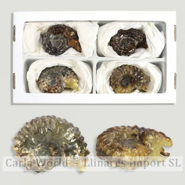 Ammonites Douvilleiceras (Al 4)