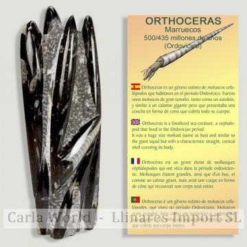 Escultura Orthoceras 30cm...