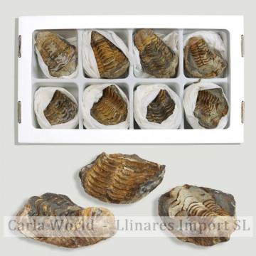 Trilobite Calymene Geoda...