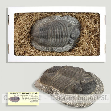Thilobites Phacops en...