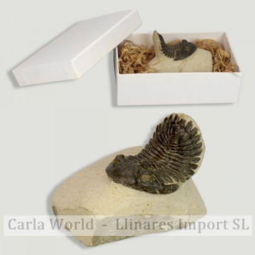 Trilobites Metacantina...