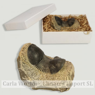 Trilobites Crotalocephalus...