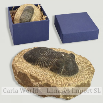 Trilobites Crotalocephalus...