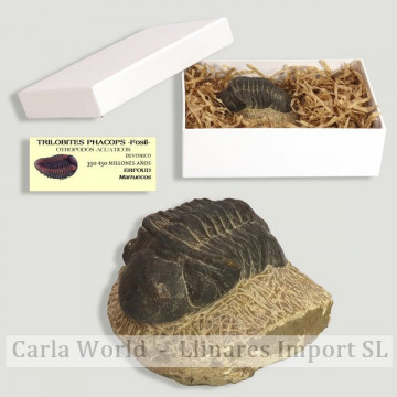 Trilobites Phacops Calidad...