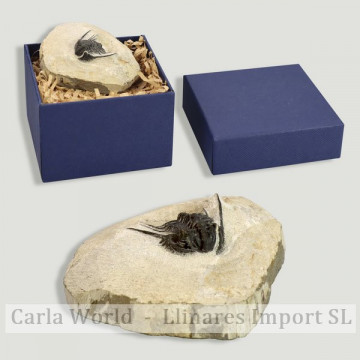 Trilobites Leonaspis...