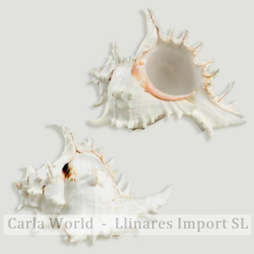 Murex Ramosus. 12-15cm