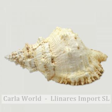 Bursa lissotoma natural. 16-20cm