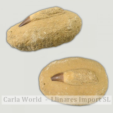 Mosasaur tooth fossil in...