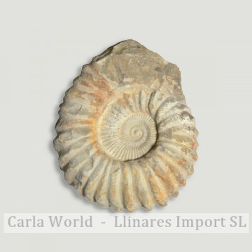 Ammonites Agadir. Marrocos....