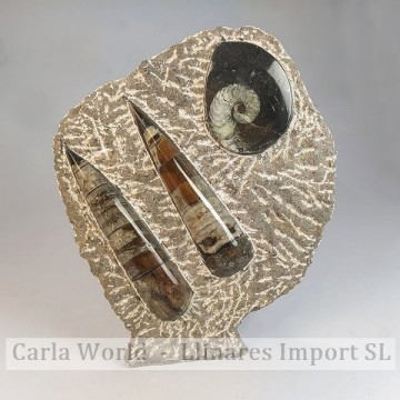 Orthocera / Ammonites plate with Black base
