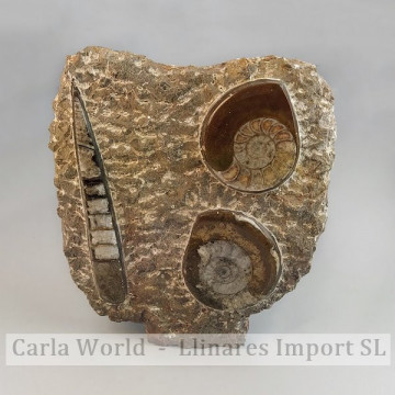 Orthocera / Ammonite plate with Brown base
