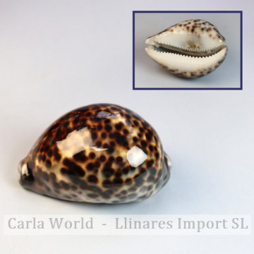 Cypraea tigris polished + 10cm