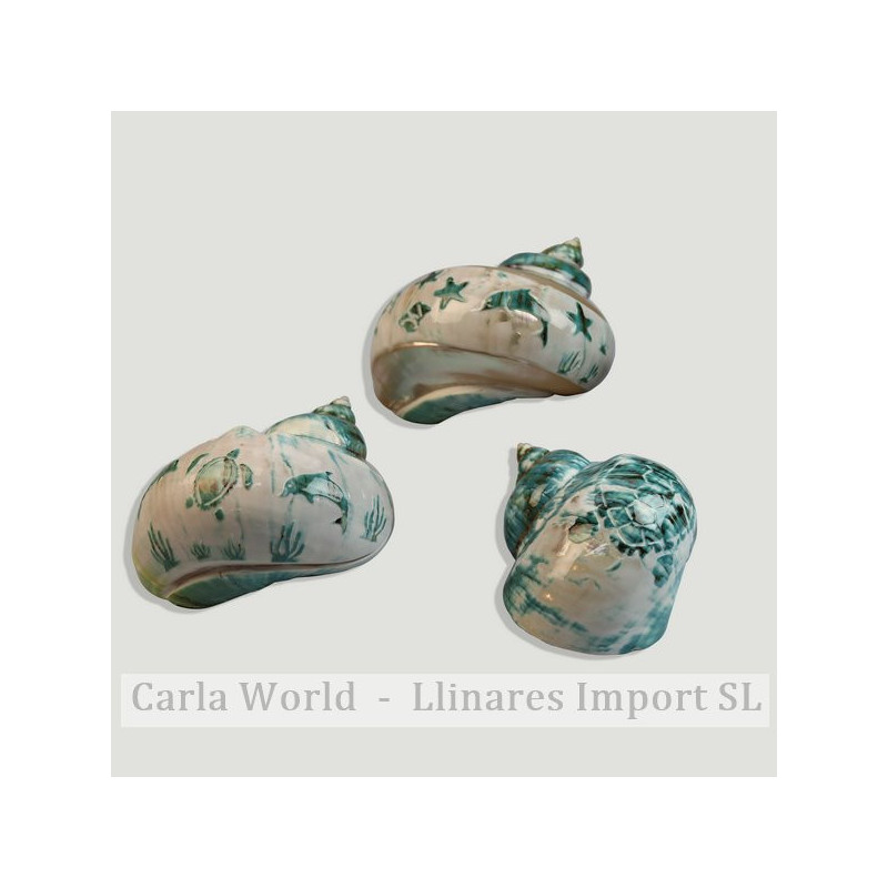Turbo burges carved 8-10cm Turbo burges carved 8-10cm