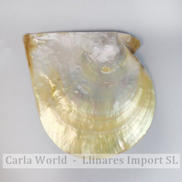 Pinctada maximum polished 12-15cm