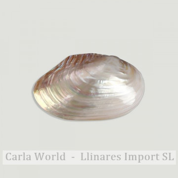 Pearl river mother-of-pearl shell. PAIR. 20-22cm