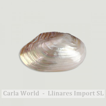 Coquille de nacre de Pearl River. PAIRE. 20 à 22 cm