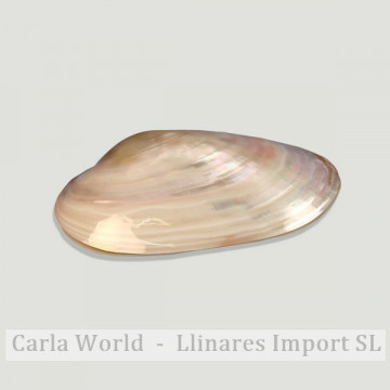 Pearl river mother-of-pearl shell. PAIR. 22-25cm
