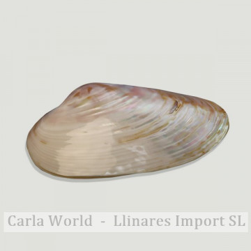 Pearl river mother-of-pearl shell. PAIR. + 25cm