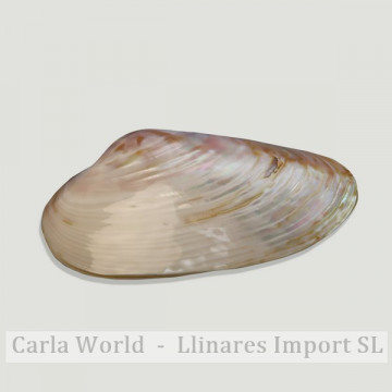 Coquille de nacre de Pearl River. PAIRE. + 25 cm