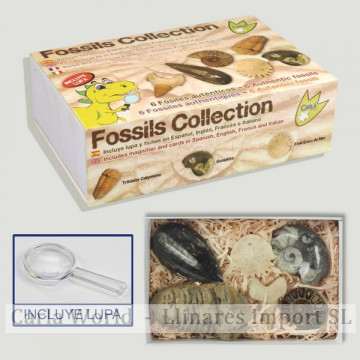 Fossil Collection in case