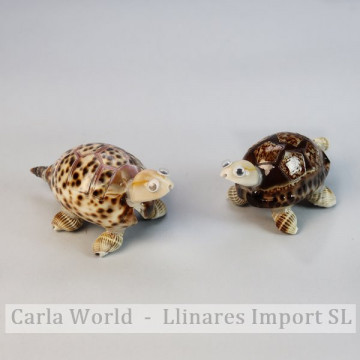 Tortoise Cypraea tigris....