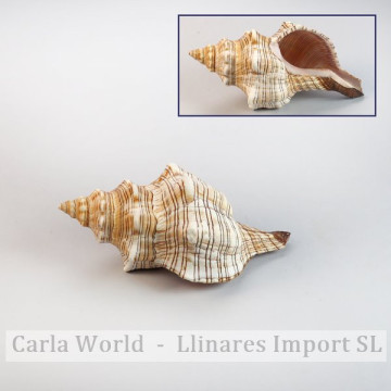 Fasciolaria trapezium 12cm...