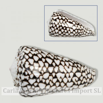 Conus marmoreus polished +...
