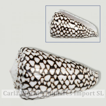 Conus marmoreus polished +10cm