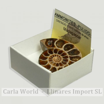 4x4 box - Polished ammonite...