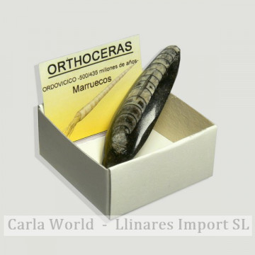 Cajita 4x4 - Orthoceras...