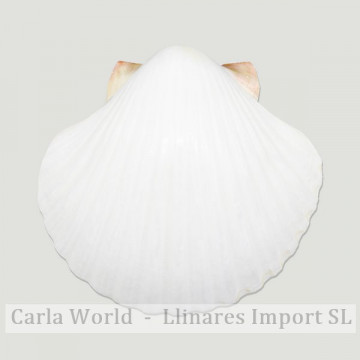 Pecten diegensis blanco 7cm...