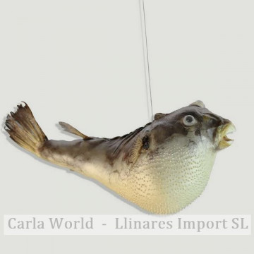 Balloon Fish 20-25cm.