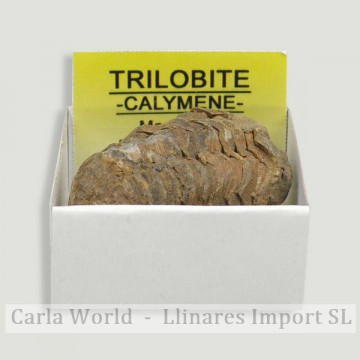 Caixa 4x4 - Trilobite...