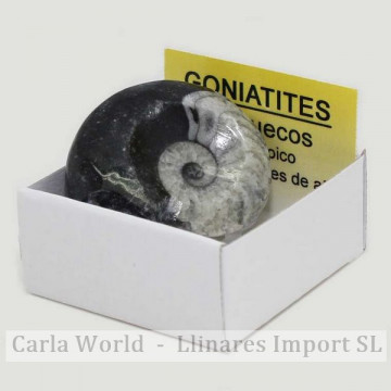 Cajita 4x4 – Goniatite...