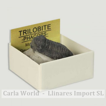 Cajita 4x4 - Trilobites...