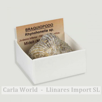 Boîte 4x4 - Brachiopode...