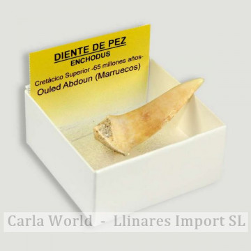 Cajita 4x4 - Diente de Pez Enchodus - Marruecos