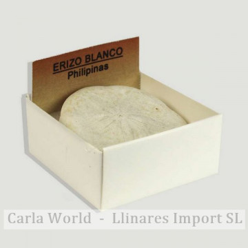 Cajita 4x4 - Erizo Blanco -...