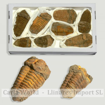 Caja fósil Trilobite calymene, 26x14cm