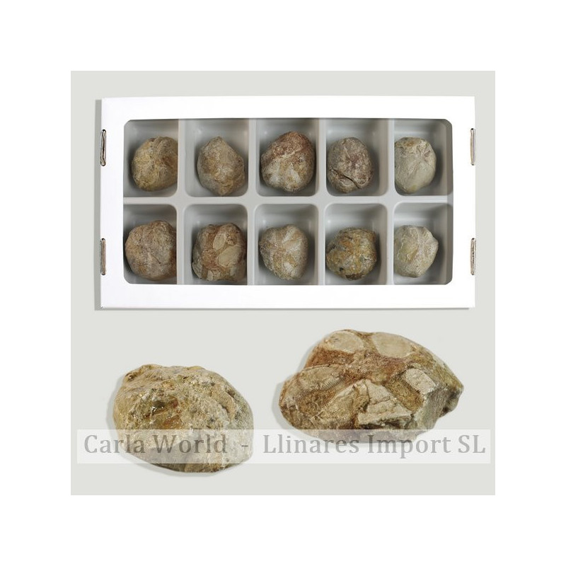 Sea urchin Hemiaster Fossil 3-4,5cm (Al10) Sea urchin Hemiaster Fossil 3-4,5cm (Al10)