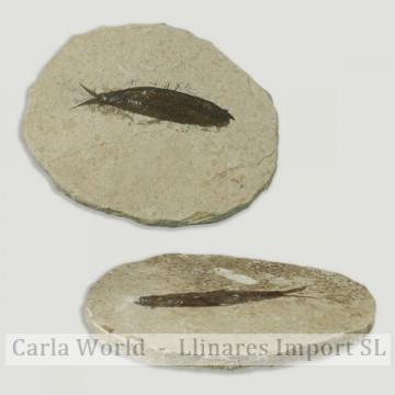 Kightia Wyoming Fossil Fish 5x1cm. Approx (Al2)