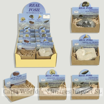 REAL FOSSIL. Colección fósiles.