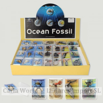 OCEAN FOSSIL. Fossil pendant in a box. Assortments.