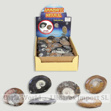 AMMONITE NATURAL. Piezas pulidas.