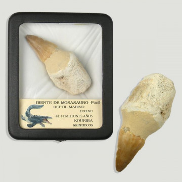 Case 11x9cm. Fossil....