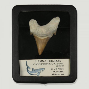 Case 11x9cm. Fossil. Shark...