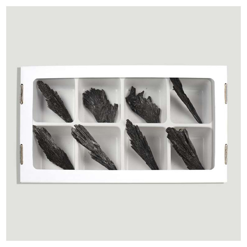 Witch's Broom (Taramita). 6x2.5cm approx. (Al8). Witch's Broom (Taramita). 6x2.5cm approx. (Al8).